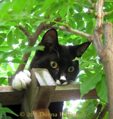 Jimi in the Pergola