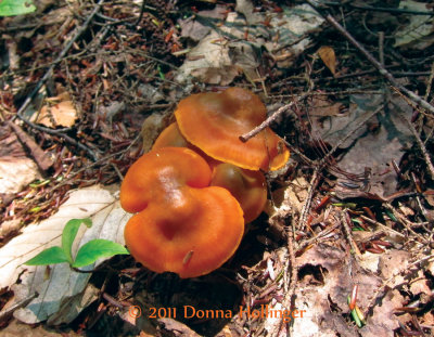 Orange Mushrooms at the Beaver Pond