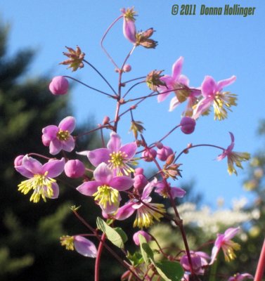 Pink Petals Against a Perfectly Blue Sky