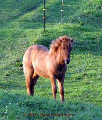 Icelandic Foal