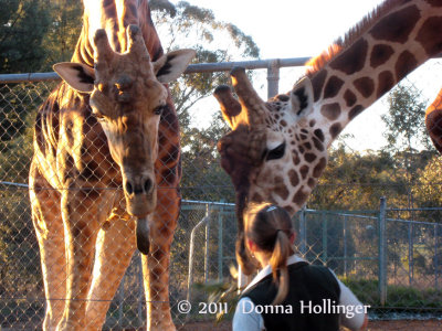 2 Giraffes and Keeper  at the Safari Park