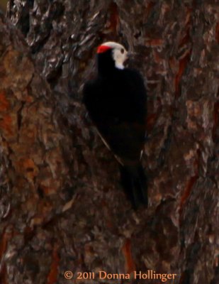White Headed Woodpecker (Male)