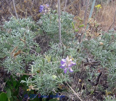 Plants on the island:  Lupine