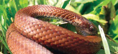 Mature Northern Red Bellied Snake