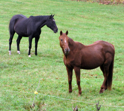 Two of Karens Horses