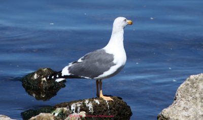 Endangered Yellow Footed Gull