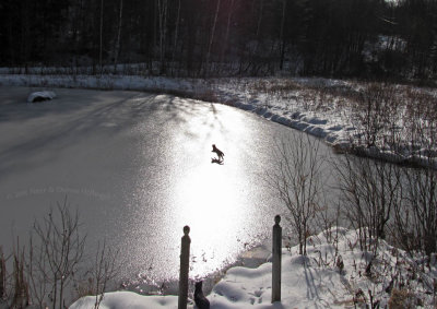 Jimi Jumping on the Ice