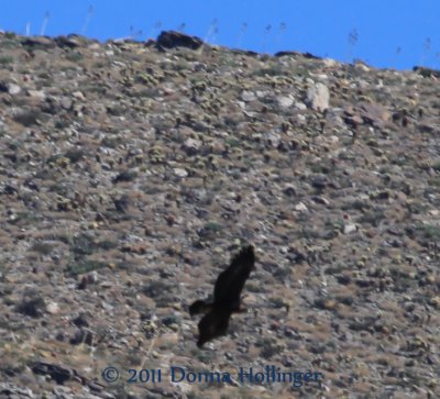 Swooping Golden Eagle