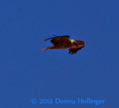 Steppe Eagle