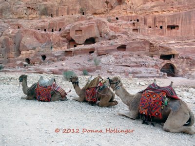 Three Camels in Petra