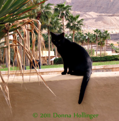 Dead Sea Kitty