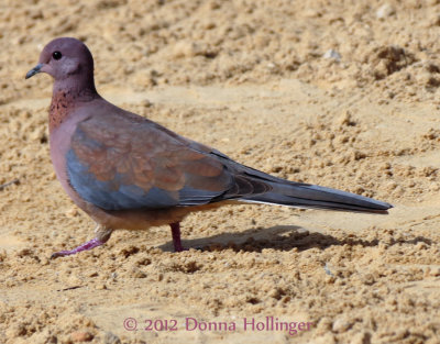 Laughing Dove Visiting Us