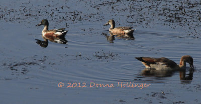 Male and Female Shoveler Ducks and an Egyptian Goose