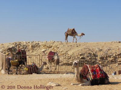 Camels near the pyramids