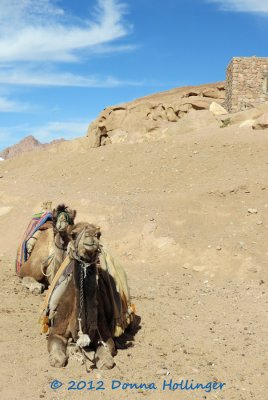 Camels Waiting En Route To St. Catherines Monastery