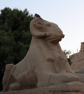 Single Ramshead Sphinx