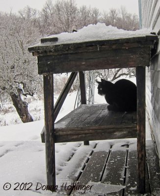 Jimi, sleet, rain and snow - birdwatching is still a priority!