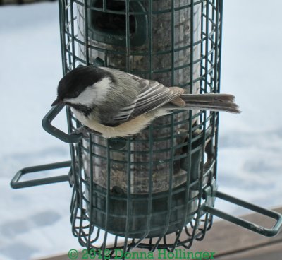 Chicadee Through The Glass Door