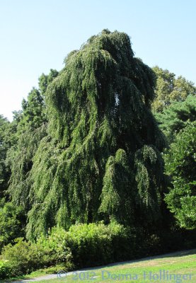 Weeping Willow At Willow Pond