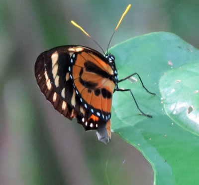 Orange, Red, Black and Yellow Butterfly