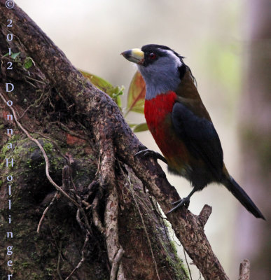 Toucan Barbet