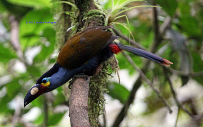 Plate-Billed Mountain-Toucan