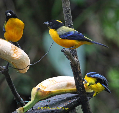 3 Black-Chinned Mountain-Tanagers