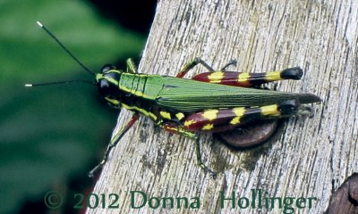 Red and Green Grasshopper