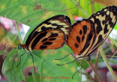 Heliconius Butterflies Mating
