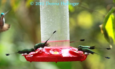 5 Booted Racket-Tails (Ocreatus underwoodii)  Hummingbirds
