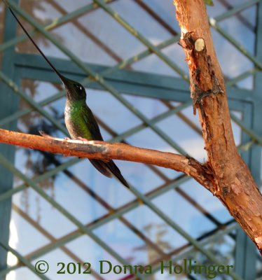 Sword-Billed Hummingbird