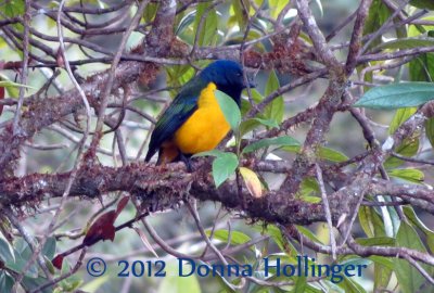 Euphonia cyanocephala