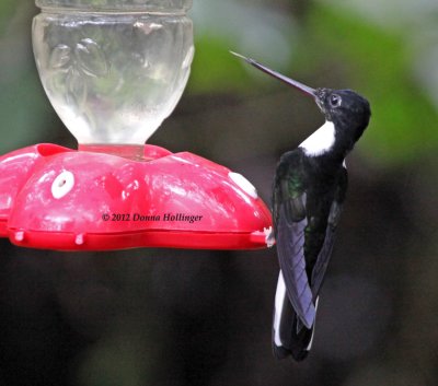 Collared Inca (Coeligena torquata), Hummer