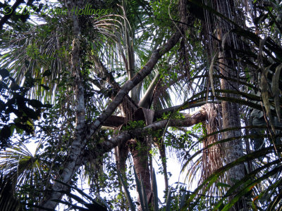 Huge Palm Tree