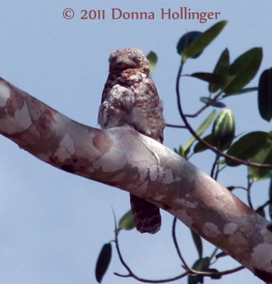 Nyctibius grandis (Great Potoo)