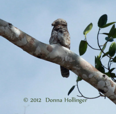 Great Potoo out in the open!