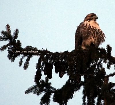 Neighborhood Redtail Looking for a Meal