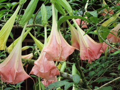 Datura in the Jungle!