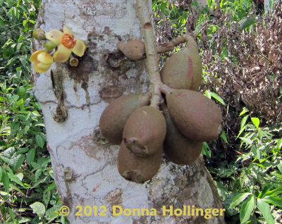 Cauliflorous  (Inedible) Mango and Flower