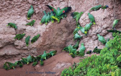 Yellow Crowned Amazon Parrots