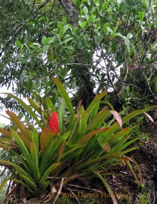 Bromeliads as big as Trees