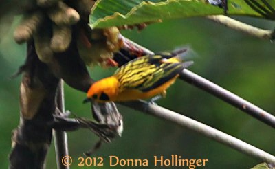 Golden Tanager (a very Jumpy one!)