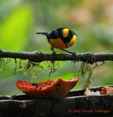 Black-Chinned Mountain-Tanager