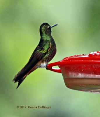 Buff Tailed Coronet