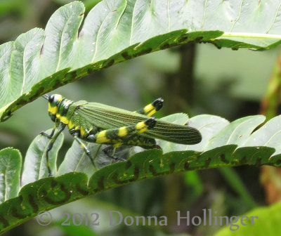 Mother GH -Yellow and Green Grasshopper on a Neat Fern