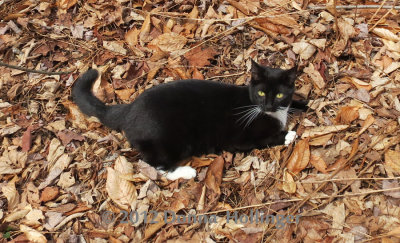 Rosie Kitty in the Leaves