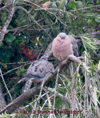 Eared Doves from my Deck