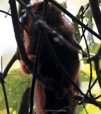 Red Howler Monkey Moving Through Canopy