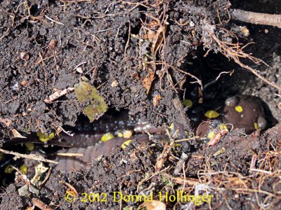 Yellow spotted Salamander