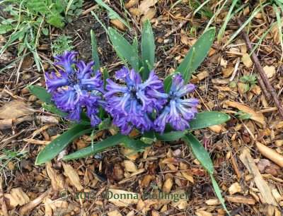 Delft Hyacinths